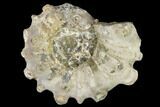 Bumpy Ammonite (Douvilleiceras) Fossil - Madagascar #115607-1